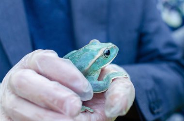 Rhacophorus Feae (Leonardo Fea) eldivenli ellerde oturuyor. Kurbağa atlayacak. Bir insan ortamında Egzotik evcil hayvan, kurbağa bakım ve bakım. İnsan hayatındaki tropikal hayvanlar. Komik yüz.