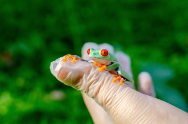 Agalychnis callidryas (Kırmızı gözlü Treefrog) eldivenli ellerde oturuyor. Kurbağa atlayacak. Bir insan ortamında Egzotik evcil hayvan, kurbağa bakım ve bakım. İnsan hayatındaki tropikal hayvanlar. Komik yüz.