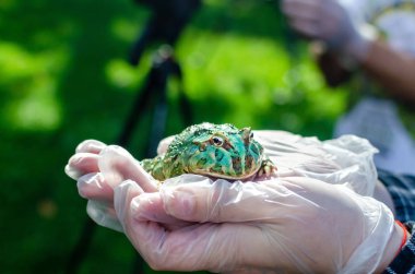 Ceratophrys ornata (Arjantin boynuzlu kurbağa pacman kurbağa) eldivenli ellerde oturuyor. Bir insan ortamında Egzotik evcil hayvan, kurbağa bakım ve bakım. İnsan hayatındaki tropikal hayvanlar. Komik yüz.
