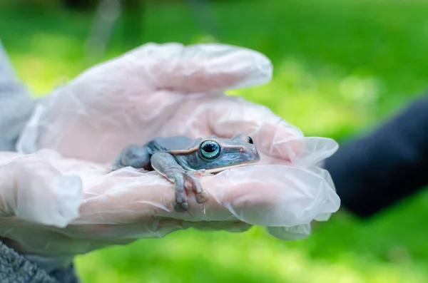 Rhacophorus Feae (The Leonardo Fea) is sitting on gloved hands. Frog is going to jump. Exotic pet in a human environment, frog maintenance and care. Tropical animals in human life. Funny face.