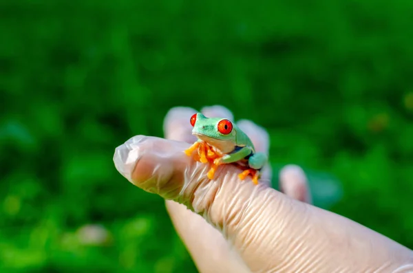 Agalychnis callidryas (The Red-eyed Treefrog)  is sitting on gloved hands. Frog is going to jump. Exotic pet in a human environment, frog maintenance and care. Tropical animals in human life. Funny face.