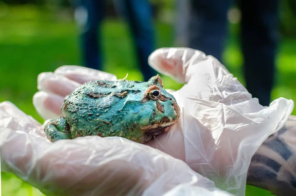 Ceratophrys ornata (Arjantin boynuzlu kurbağa pacman kurbağa) eldivenli ellerde oturuyor. Bir insan ortamında Egzotik evcil hayvan, kurbağa bakım ve bakım. İnsan hayatındaki tropikal hayvanlar. Komik yüz.