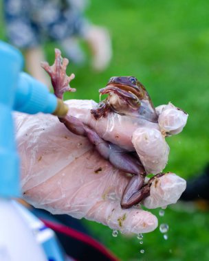 Litoria caerulea (Avustralya döküntü ağaç kurbağası) eldivenli ellerde oturuyor. Sprey su. Kurbağa atlayacak. Bir insan ortamında Egzotik evcil hayvan, kurbağa bakım ve bakım. İnsan hayatındaki tropikal hayvanlar. Komik yüz.