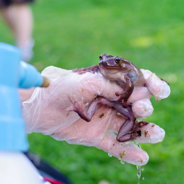 Litoria caerulea (Avustralya döküntü ağaç kurbağası) eldivenli ellerde oturuyor. Sprey su. Kurbağa atlayacak. Bir insan ortamında Egzotik evcil hayvan, kurbağa bakım ve bakım. İnsan hayatındaki tropikal hayvanlar. Komik yüz.