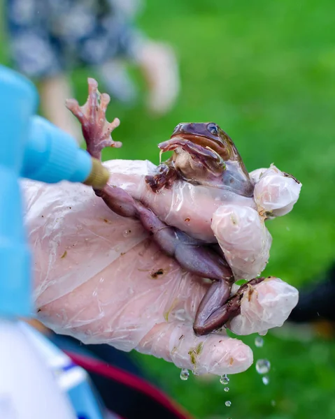 Litoria caerulea (The Australian dumpy tree frog) is sitting on gloved hands. Spray water. Frog is going to jump. Exotic pet in a human environment, frog maintenance and care. Tropical animals in human life. Funny face.