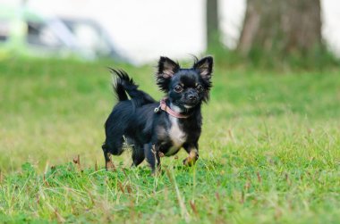 Uzun saçlı elma kafa chihuahua. Oyuncak köpek. Genç enerjik köpek çayırda yürüyor. Nasıl aşırı ısınmadan köpek korumak için. Köpek ile uyumlu ilişki: eğitim ve öğretim. 