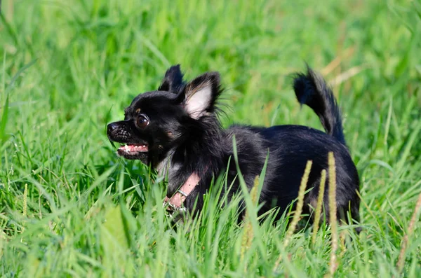 Chihuahua Cabeça Maçã Cabelo Comprido Cão Brinquedo Jovem Cão Enérgico — Fotografia de Stock