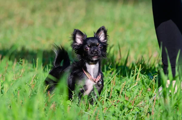 A long-hair apple head chihuahua. Toy dog. Young energetic dog is walking in the meadow. How to protect your dog from overheating. Harmonious relationship with the dog: education and training.