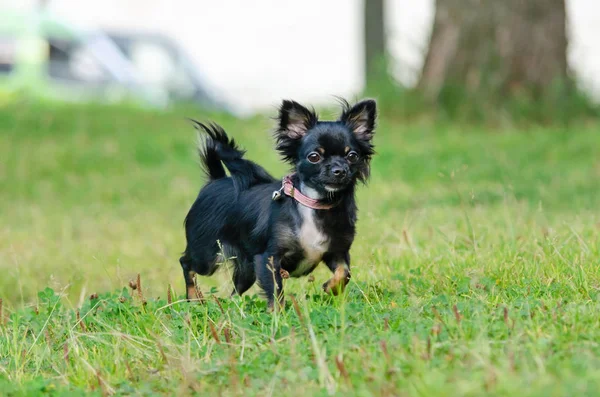 Lång Hår Äpple Huvud Chihuahua Toy Dog Ung Energisk Hund Stockfoto