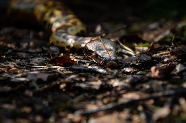 Sumatra kısa kuyruklu piton (Python curtus) sürünerek. Yılan kıvrılıyor. Bir yaşam alanında egzotik hayvanlar. Sumatra'daki yılan. Koyu arka plan.