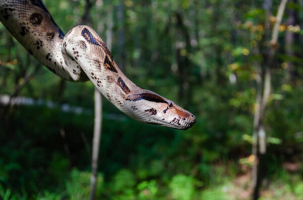 Boa constrictor imperator normal is creeping. The snake is coiling. Exotic animals in a habitat. The snake from tropical North, Central and South America.