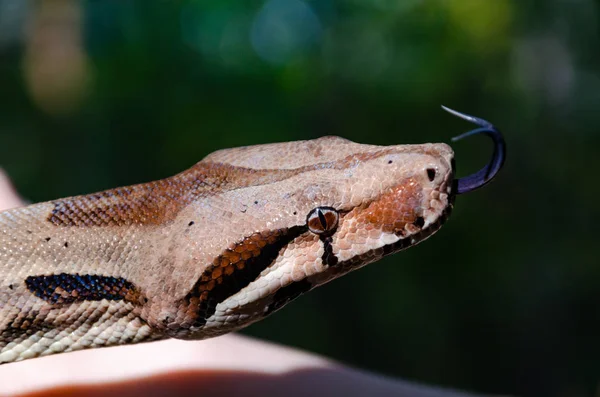 Imperador Boa Constrictor Normal Arrastra Serpiente Está Enrollando Animales Exóticos — Foto de Stock