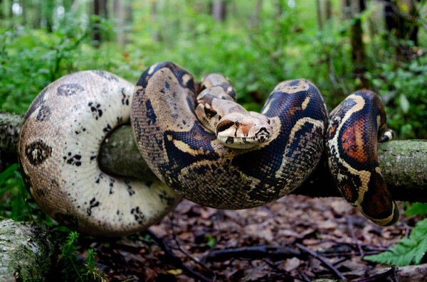 Boa constrictor imperator normal is creeping. The snake is coiling. Exotic animals in a habitat. The snake from tropical North, Central and South America.