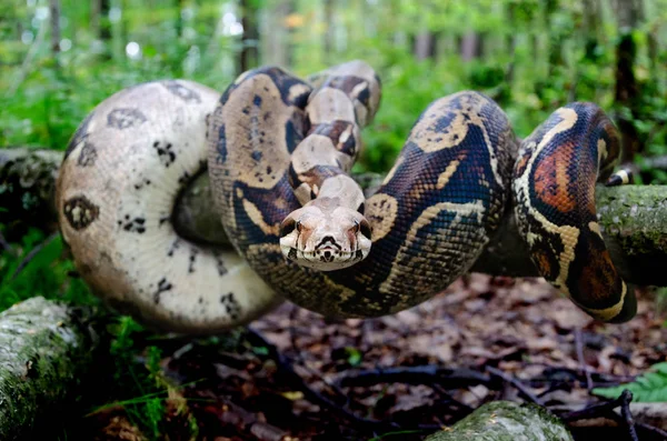 Imperador Boa Constrictor Normal Arrastra Serpiente Está Enrollando Animales Exóticos — Foto de Stock