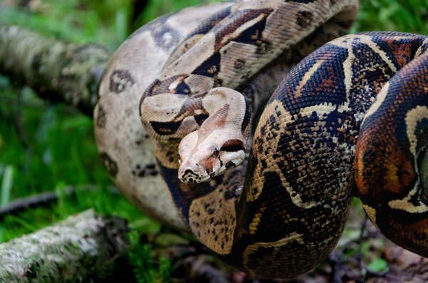 Boa constrictor imperator normal is creeping. The snake is coiling. Exotic animals in a habitat. The snake from tropical North, Central and South America.