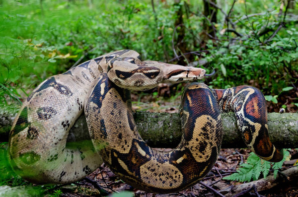 Boa constrictor imperator normal is creeping. The snake is coiling. Exotic animals in a habitat. The snake from tropical North, Central and South America.