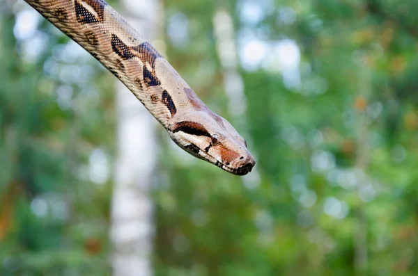 Imperador Boa Constrictor Normal Arrastra Serpiente Está Enrollando Animales Exóticos — Foto de Stock