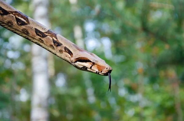 Imperador Boa Constrictor Normal Arrastra Serpiente Está Enrollando Animales Exóticos — Foto de Stock