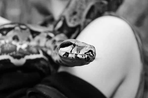Безстрашна Дівчина Тримає Змію Удав Імператором Нормальний Повзучий Змія Намотування — стокове фото