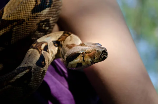 Furchtloses Mädchen Hält Eine Schlange Der Hand Boa Constrictor Imperator — Stockfoto