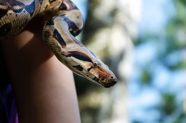 无畏的女孩正抱着一条蛇 Boa 收缩器防不珀器正常正在蠕变 蛇在盘旋 栖息地的外来动物 来自热带北美洲 中美洲和南美洲的蛇 — 图库照片