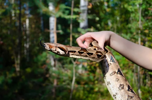 Chica Sin Miedo Sostiene Una Serpiente Imperador Boa Constrictor Normal — Foto de Stock