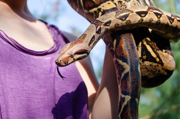 Rapariga Destemida Está Segurar Uma Cobra Boa Constritor Imperator Normal — Fotografia de Stock