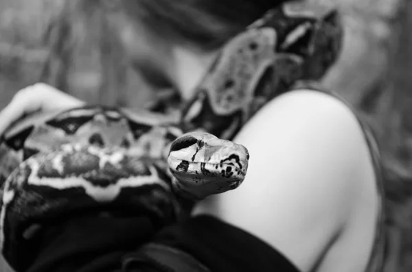 Rapariga Destemida Está Segurar Uma Cobra Boa Constritor Imperator Normal — Fotografia de Stock