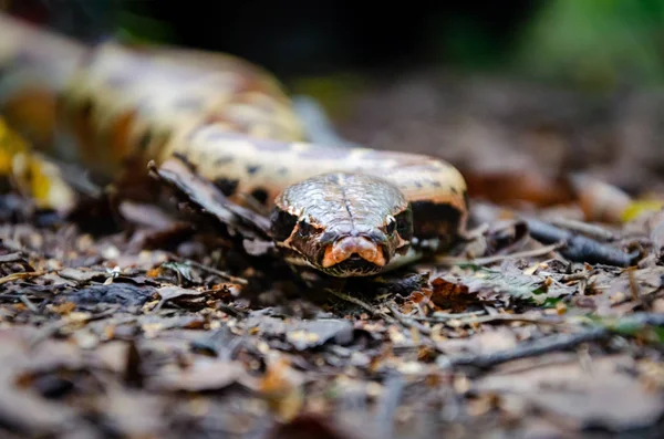 Суматранский Короткохвостый Питон Python Curtus Ползает Змея Закручивается Экзотические Животные — стоковое фото