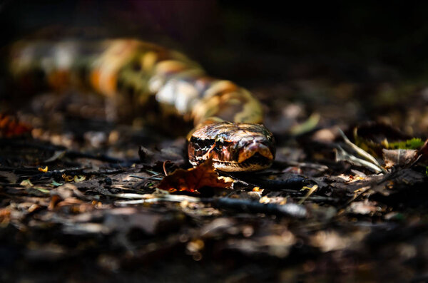 Sumatran short-tailed python ( Python curtus )  is creeping. The snake is coiling.  Exotic animals in a habitat. The snake from Sumatra. Dark background.