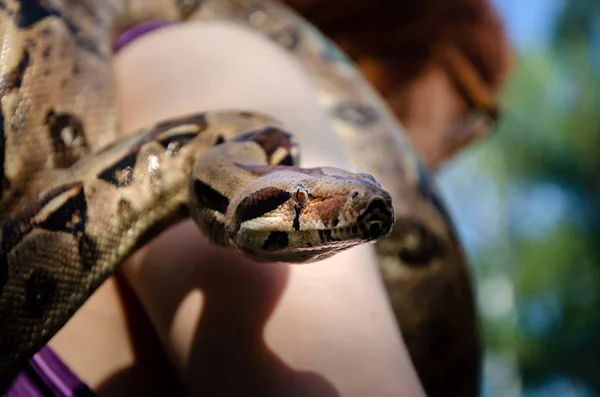 Orädd Flicka Håller Orm Boa Constrictor Imperator Normal Krypande Ormen Stockfoto