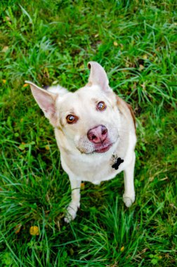 Enerjik on üç yaşındaki melez köpek yukarı bakıyor. Nasıl aşırı ısınmadan köpek korumak için. Köpek susuyor. Komik yüz.