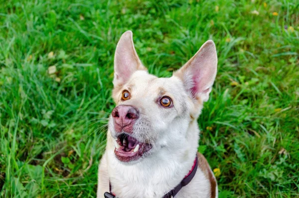 Der Energische Dreizehnjährige Mischlingshund Schaut Auf Wie Man Seinen Hund — Stockfoto
