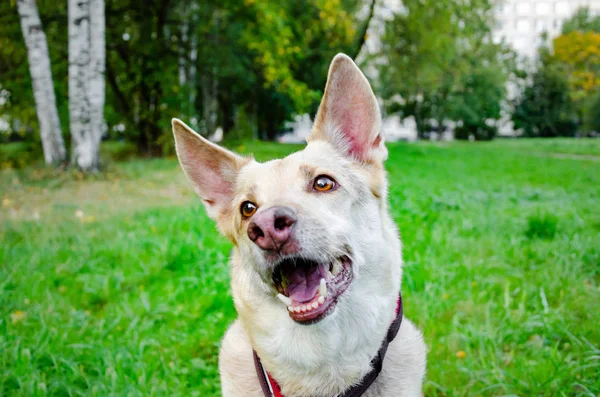 Enérgico Perro Mestizo Trece Años Está Mirando Hacia Arriba Cómo — Foto de Stock