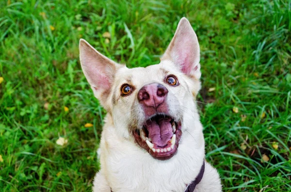 Energieke Dertien Jaar Oude Halfhondenhond Kijkt Omhoog Hoe Hond Beschermt — Stockfoto