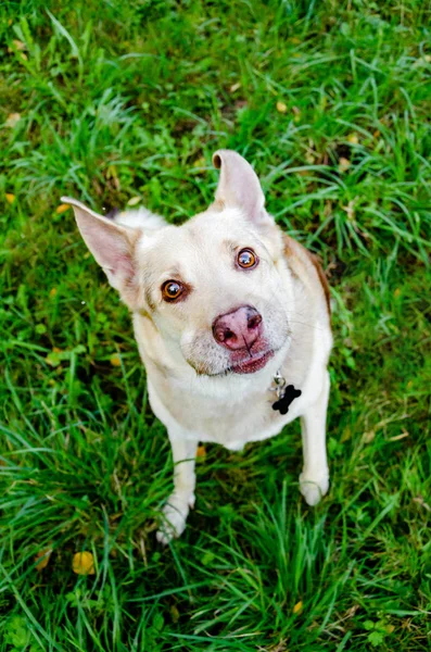 Den Energiska Tretton Gammal Halva Skapa Hund Sett Upp Hur Stockbild