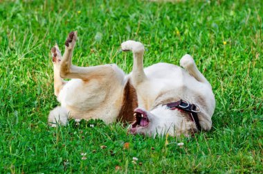 Enerjik on üç yaşındaki melez köpek yürüyor ve oynuyor. Nasıl aşırı ısınmadan köpek korumak için. Köpek susuyor. Komik yüz.