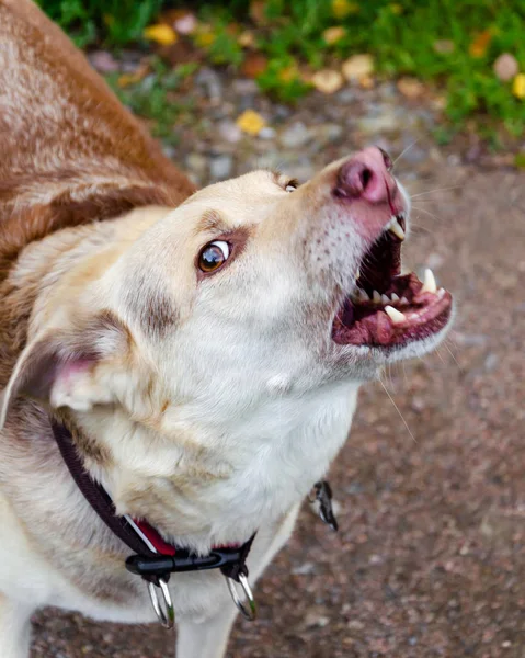 The energetic thirteen year old  half-breed dog is barking. How to protect your dog from overheating. Dog is getting thirsty. The funny face.