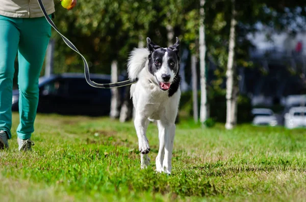 The young energetic half-breed dog is running. How to protect your dog from overheating. Dog is getting thirsty. The funny face.