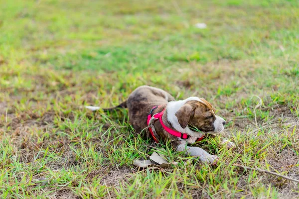 Pitbull Puppy Hond Zittend Gazon — Stockfoto