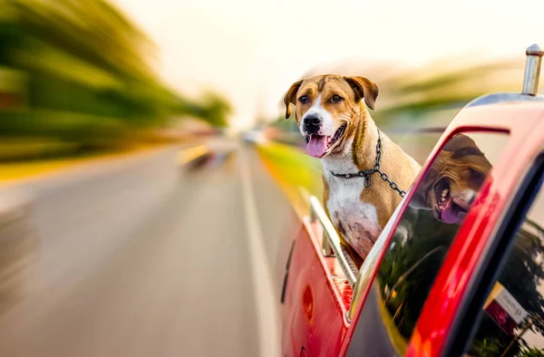 Pitbull Cane Che Viaggia Auto Pick — Foto Stock