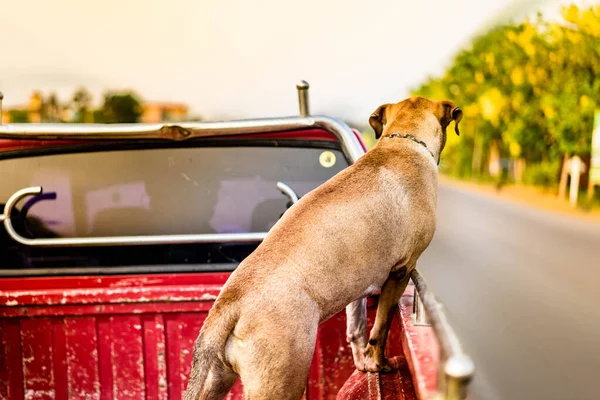 ピッツブル犬がピックアップカーで — ストック写真