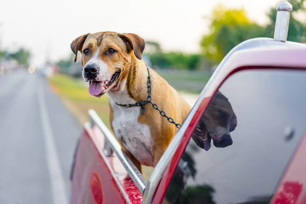 Pitbull Hund Reser Pickup Bil — Stockfoto