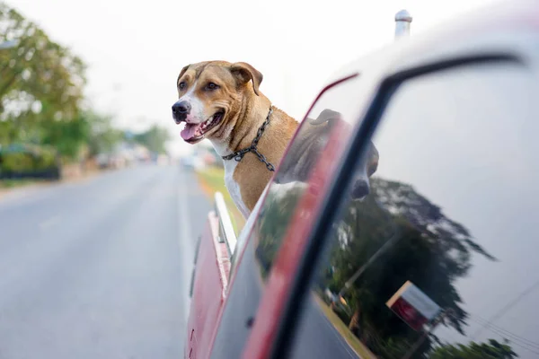 ピッツブル犬がピックアップカーで — ストック写真