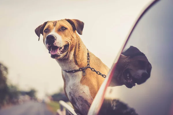 ピッツブル犬がピックアップカーで — ストック写真