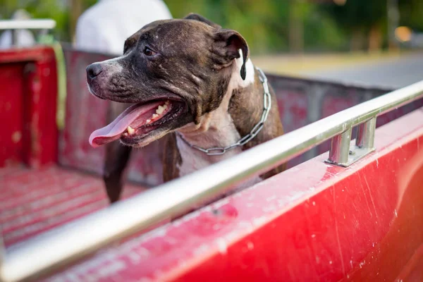 Pitbull Hond Reist Pick Auto — Stockfoto