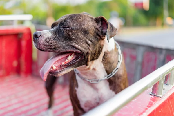 Pitbull Hund Reser Pickup Bil Stockfoto