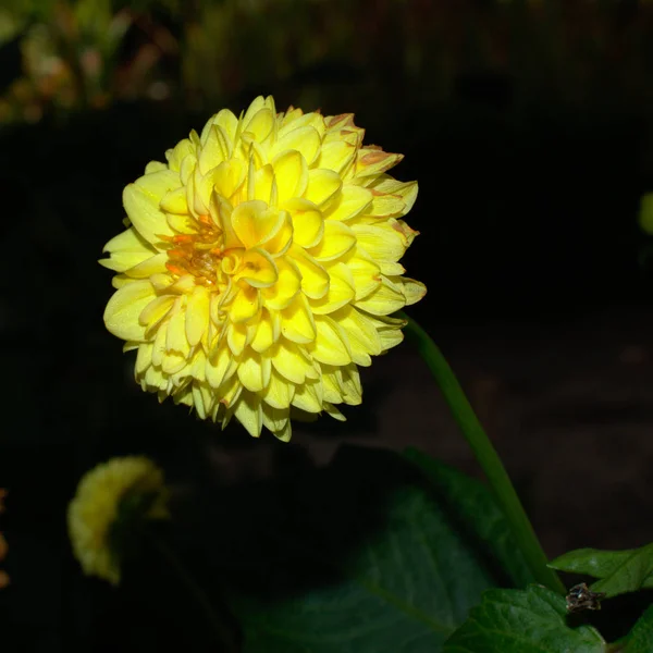 Primo Piano Fiore Dalia Giallo — Foto Stock