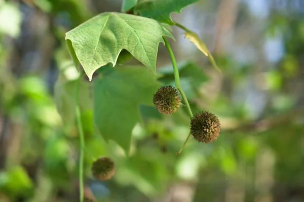 Platanus occidentalis (American sycamore) leaves and fruits, in northwestern Spain — Stock Photo, Image