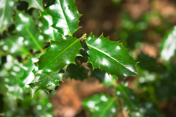 Ilex aquifolium (common holly) leaves on the tree, northwestern spain